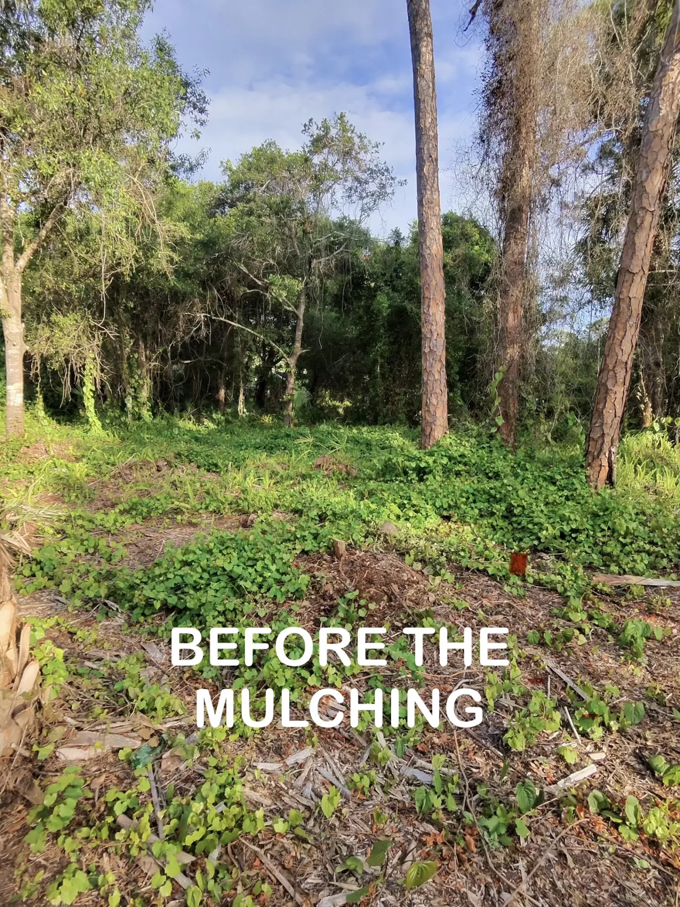 Dense Florida woods before the mulching started